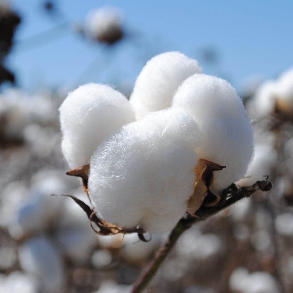 cottonseed-hero