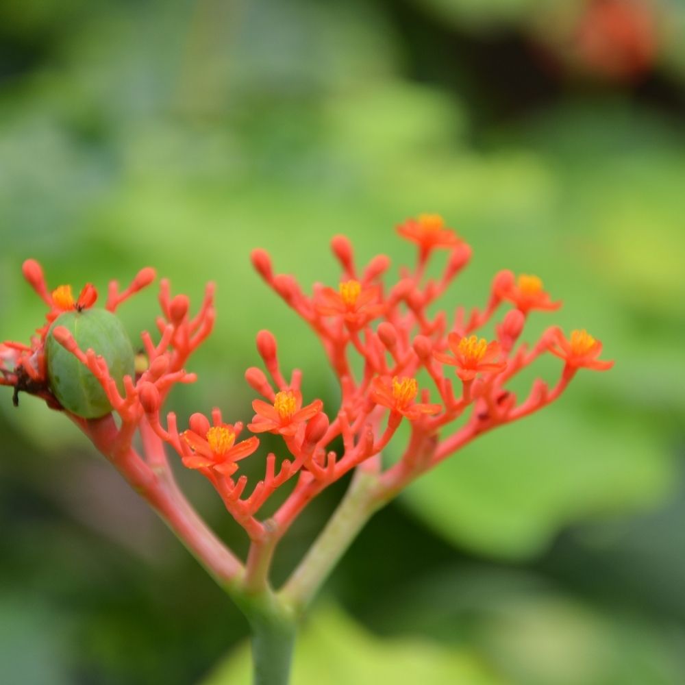 jatropha-oil-hero