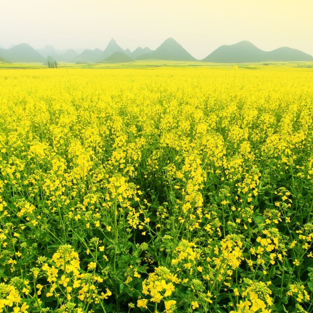 mustard-rapeseed-hero